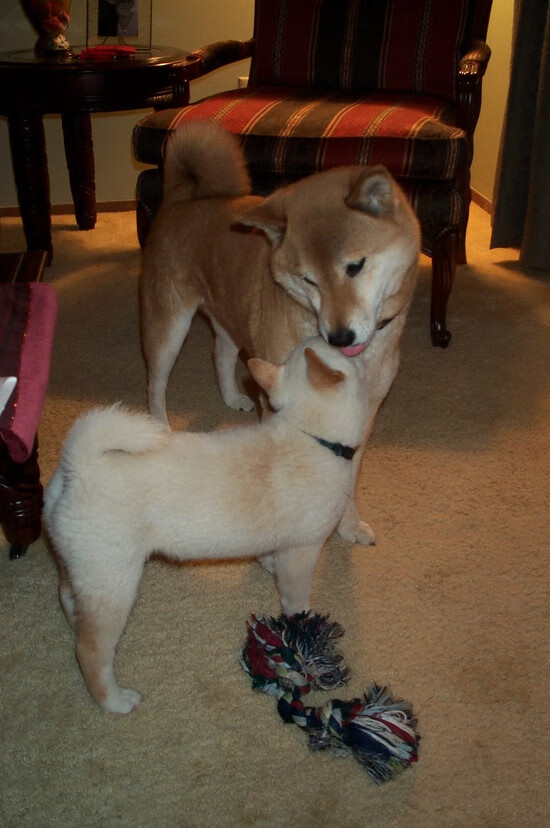 “法甲最精彩的比赛，精彩瞬间满载而归”，法甲全场