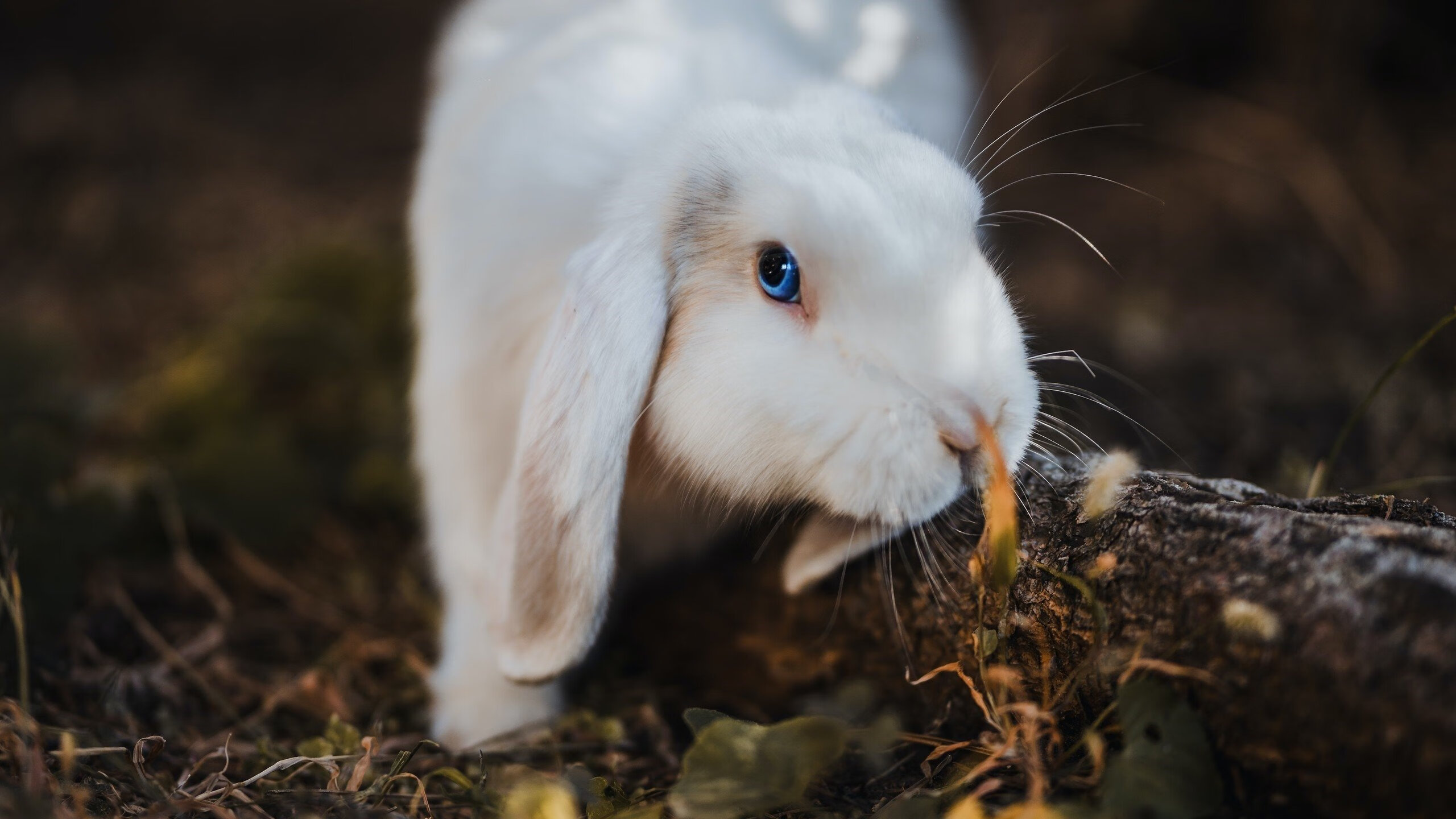 “法甲最精彩的比赛，精彩瞬间满载而归”，法甲全场