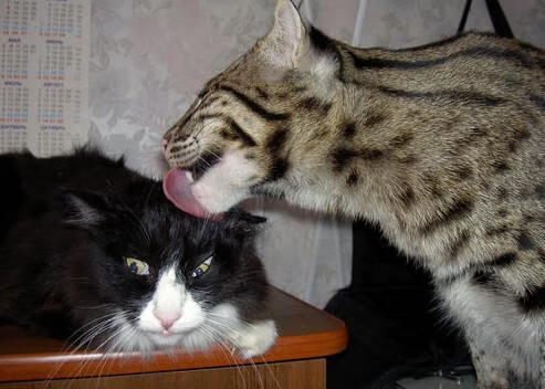 爱游戏体育官方网站-Dota 2 赛事直播技术创新升级，dota2 直播平台